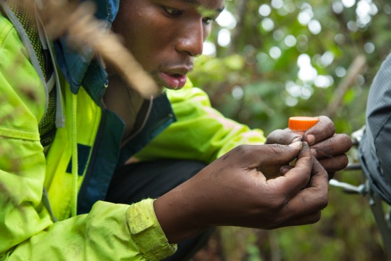 Entomologist Caswell Munyai with a new ant find on Mt. Namuli, Mozambique